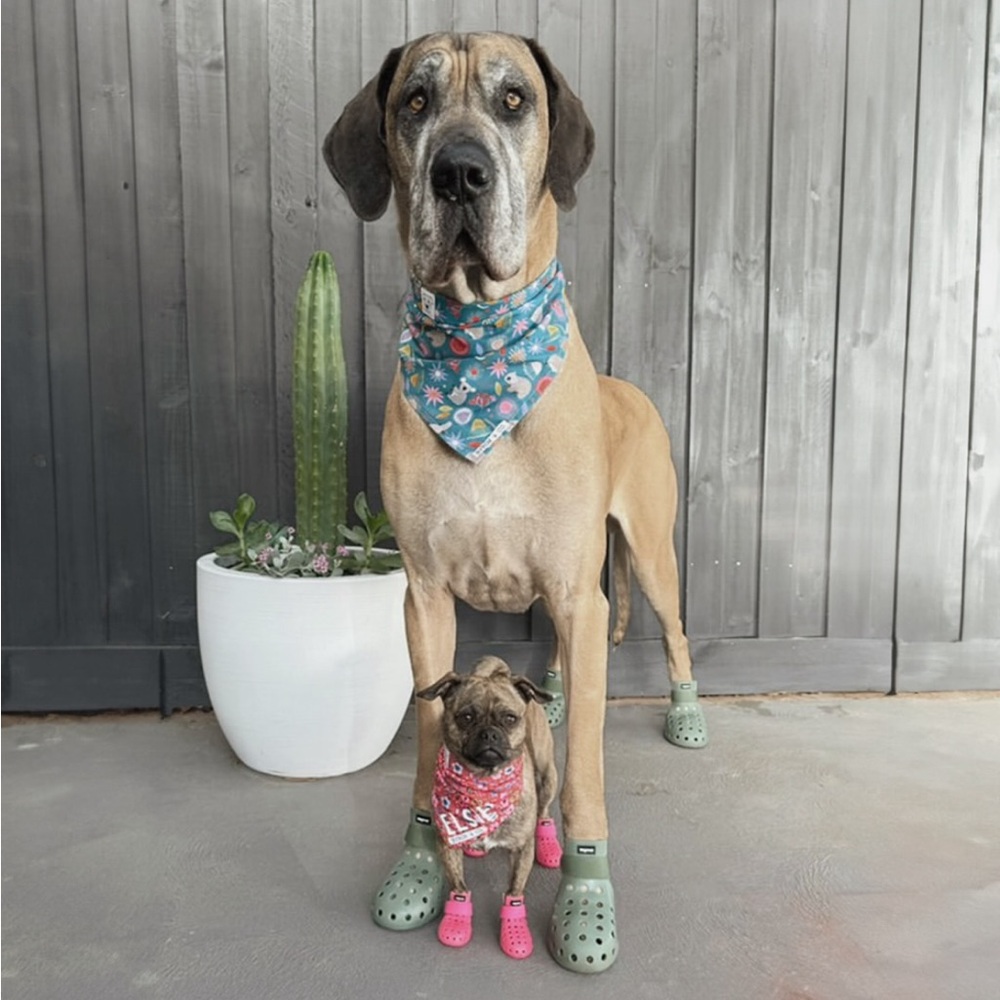 Wagwear Dog Shoes - Picture 5 of 5